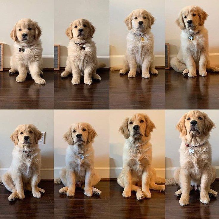 How big do Golden retrievers get: From puppy to giant ...