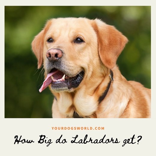 How big do Labradors get? (Size Info for Labrador mixes ...