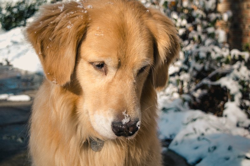 How Cold is too Cold for Golden Retriever Dogs?  Warm Up ...