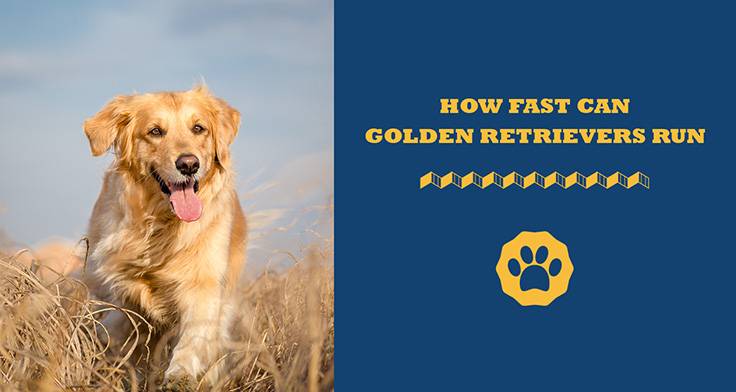 How Fast Can Golden Retrievers Run?  Golden Retriever Speed