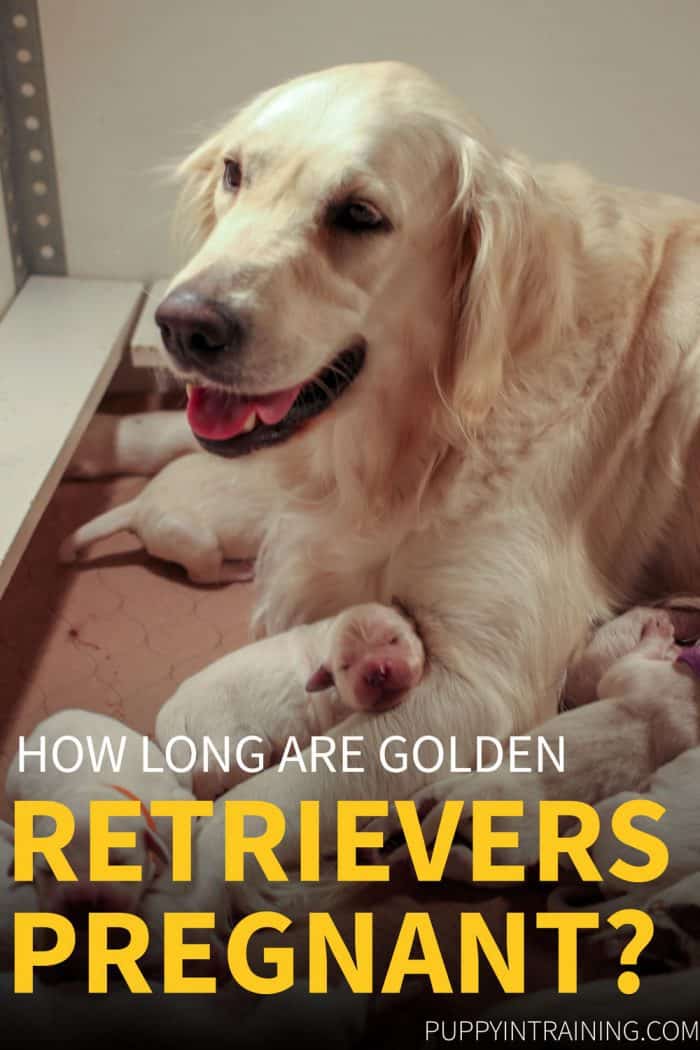 How Long Are Golden Retriever