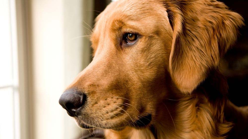 How Long Can You Leave a Golden Retriever Home Alone? (The ...
