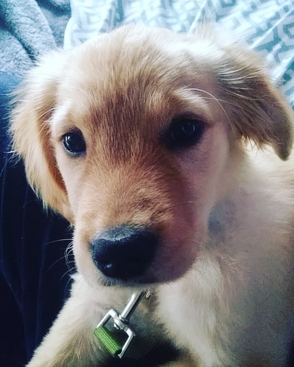 How long do golden retriever puppies bite for? Do they stop after ...