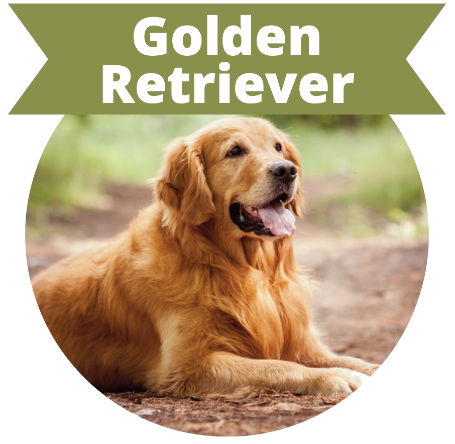 How Long do Golden Retriever