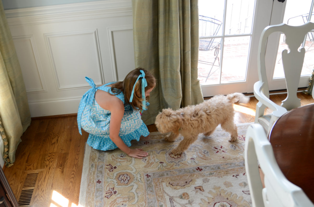 How Long Does It Take to Potty Train a Goldendoodle? in ...