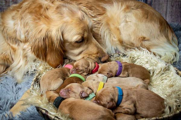 How Many Puppies Do Golden Retrievers Have