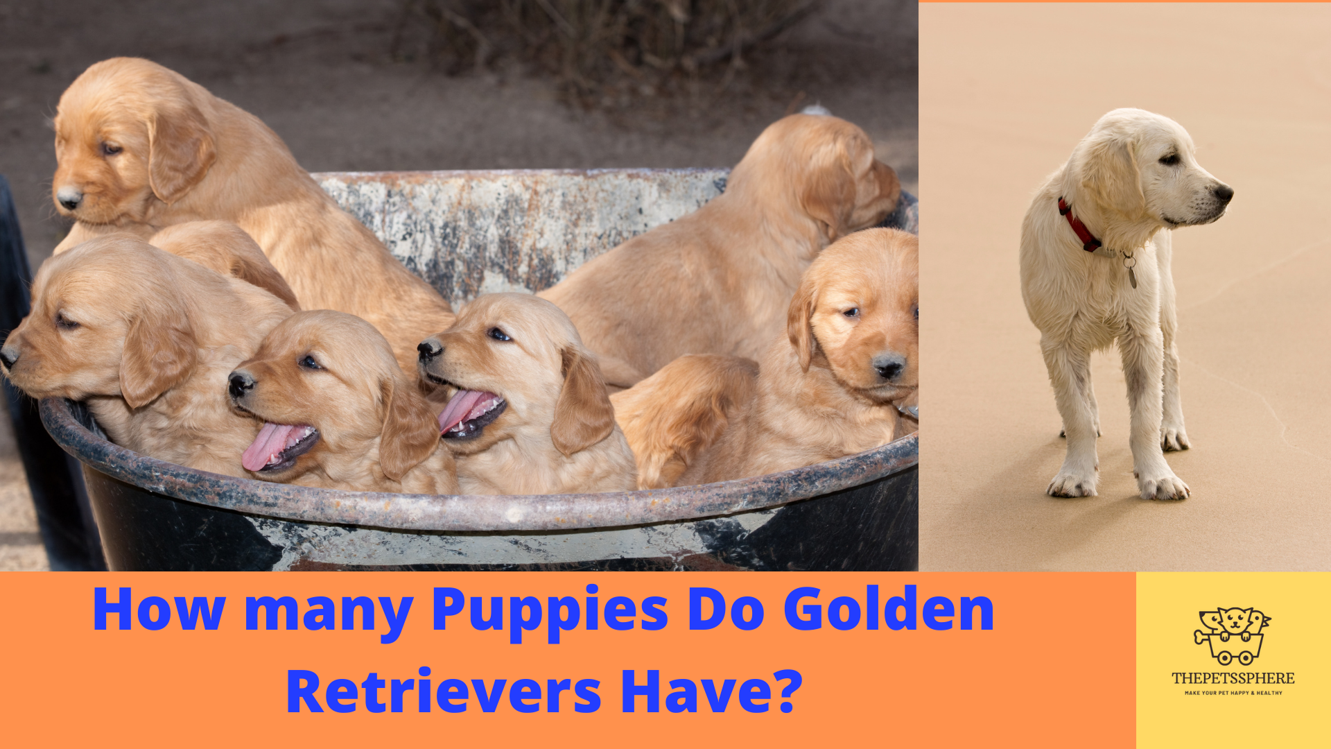 How Many Puppies Do Golden Retrievers Have? The Pets Sphere