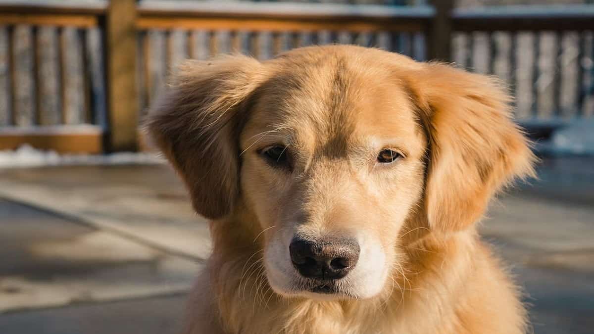 How Much Do Purebred Golden Retrievers Cost?