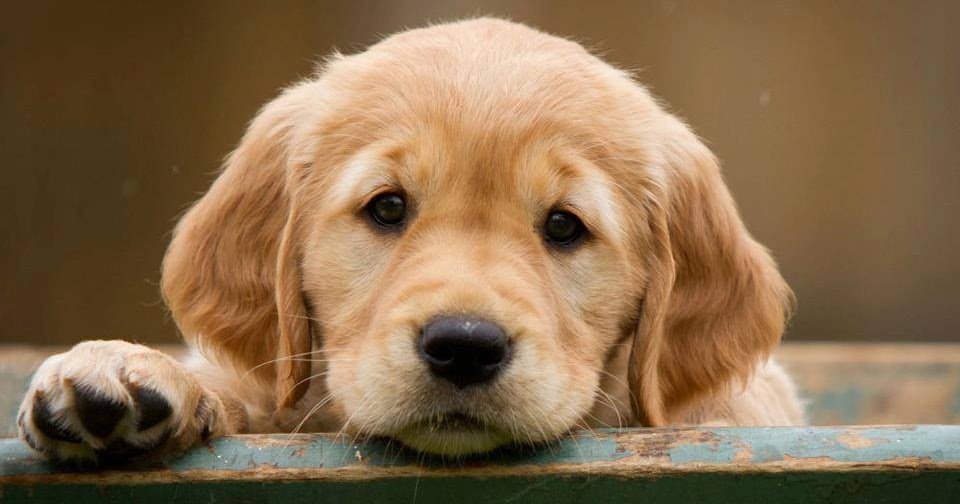 How much does a Golden Retriever Puppy Cost?