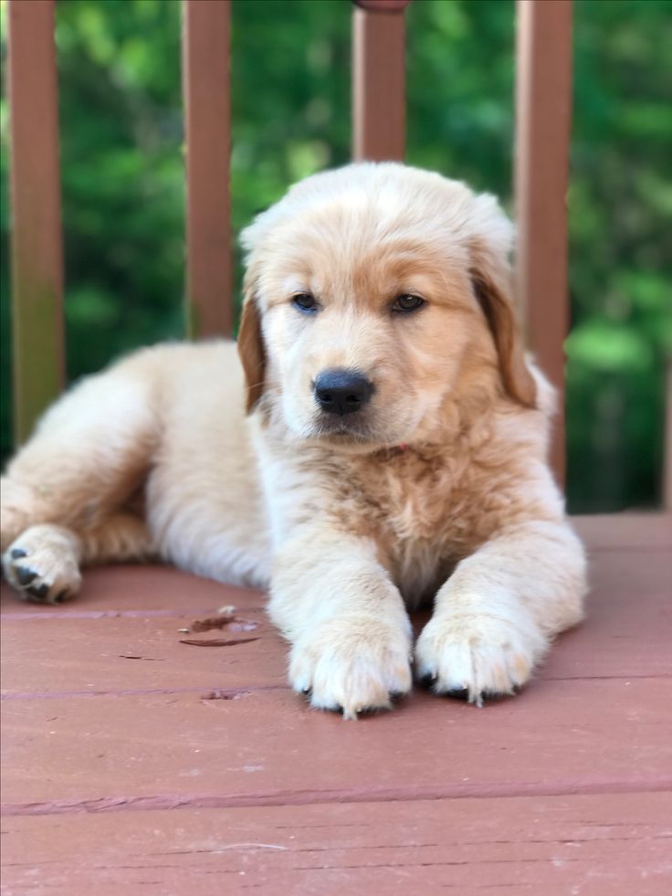 How Much Does A Golden Retriever Puppy Cost In California ...