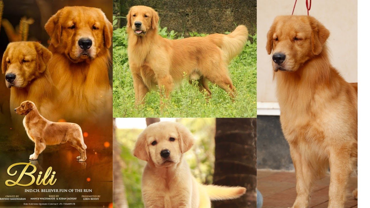 How Much Does A Golden Retriever Puppy Cost In Kerala ...