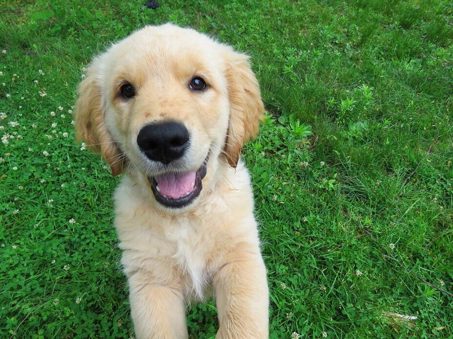How Much Does a Purebred Golden Retriever Cost?