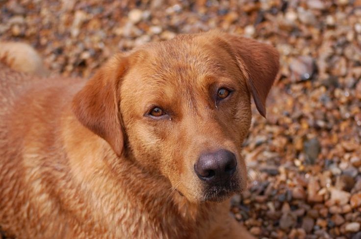 How Much Does A Red Golden Retriever Cost