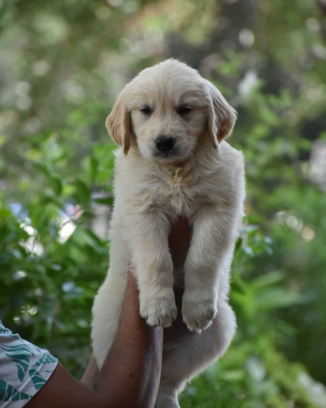 How Much Does It Cost For A Golden Retriever Puppy