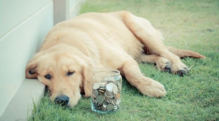 How Much Does it Cost to Own a Dog? A Yearly &  Lifetime ...