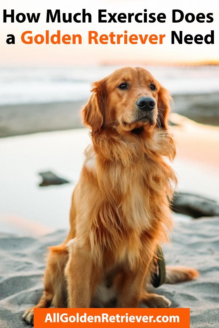 How Much Exercise Does a Golden Retriever Need?