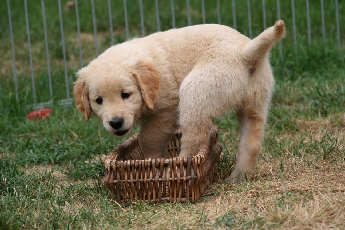 How Much Exercise Does A Golden Retriever Need?