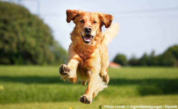 How much exercise does a golden retriever need ...