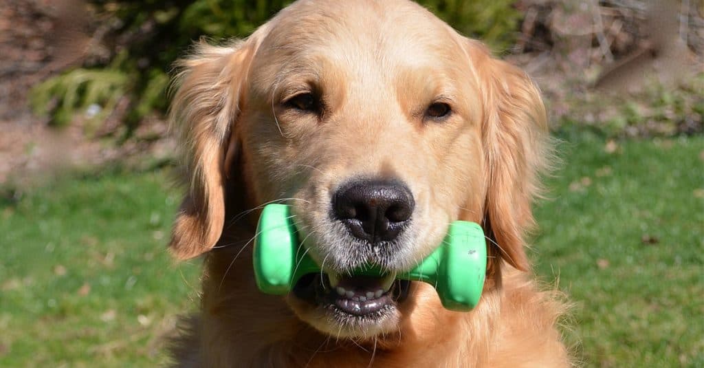 How Much Exercise Golden Retrievers Actually Need (Puppies ...