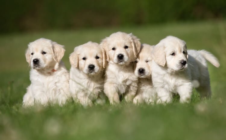 How Much Is A Golden Retriever? Puppy Price &  Ownership ...