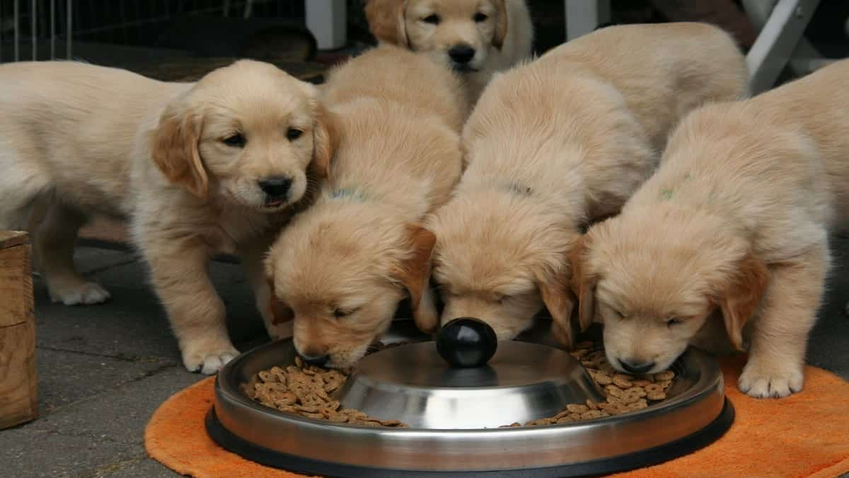 How much should a Golden Retriever eat daily?