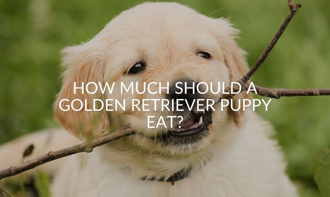 How Much Should a Golden Retriever Puppy Eat?