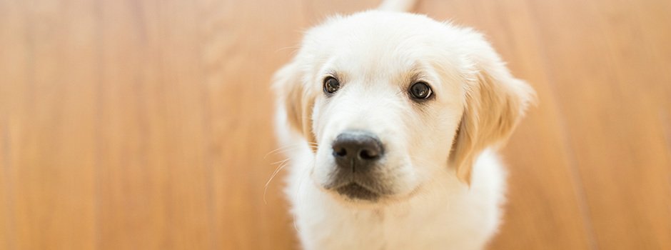 How much should i feed my 6 month old puppy?