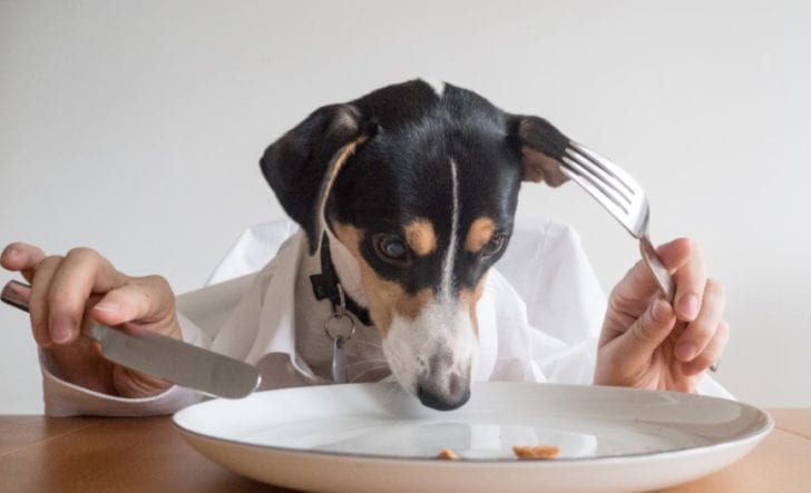 How much should I feed my dog: What