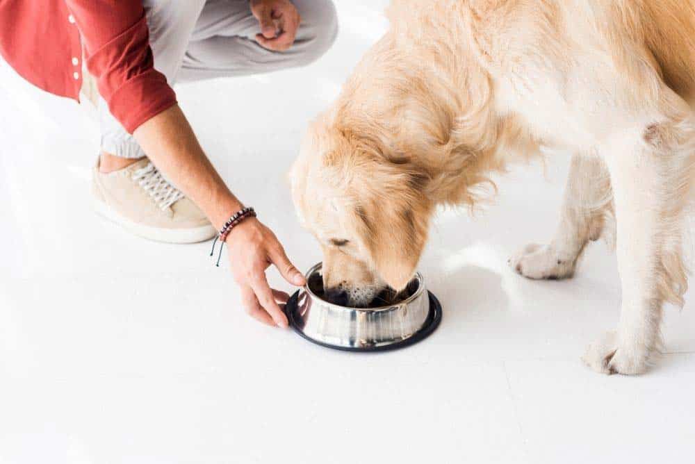 How Much To Feed a Golden Retriever Daily (Puppy, Adult ...
