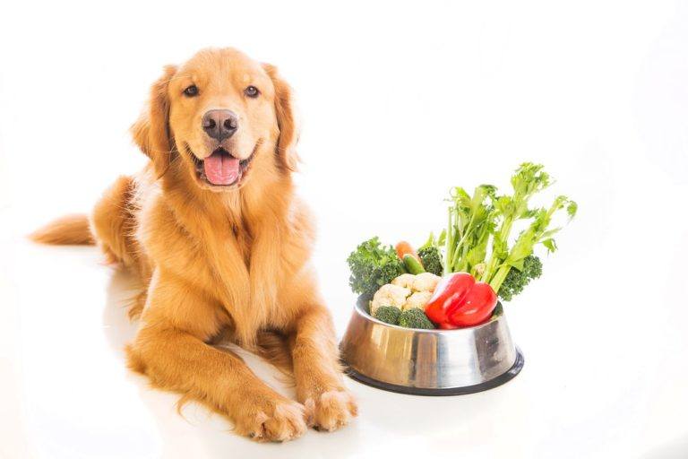 How Much to Feed a Golden Retriever? (Puppy & Adult ...