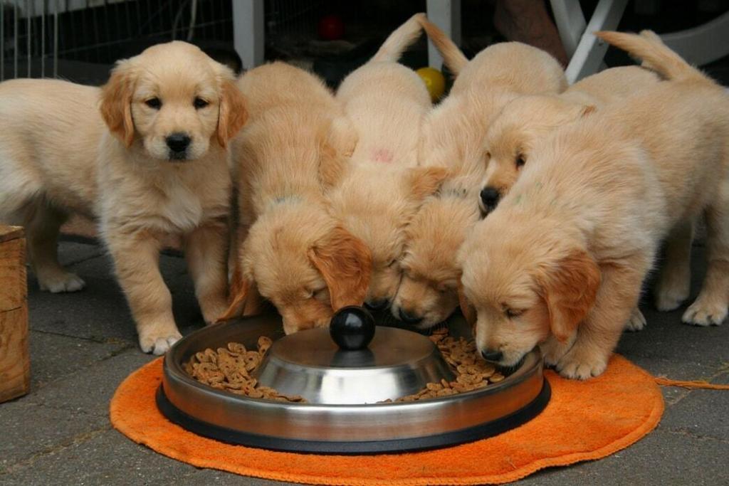 How Much To Feed a Golden Retriever Puppy