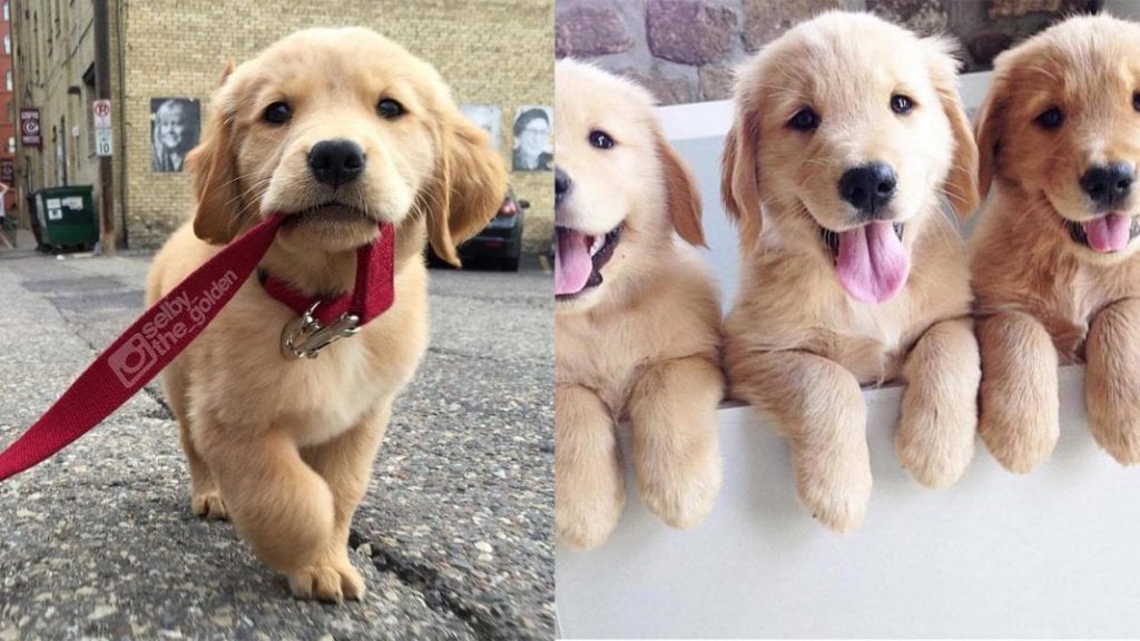 How Much To Feed A Golden Retriever Puppy?