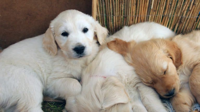 How Often Do Golden Retriever Puppies Pee?  Whisker Pals