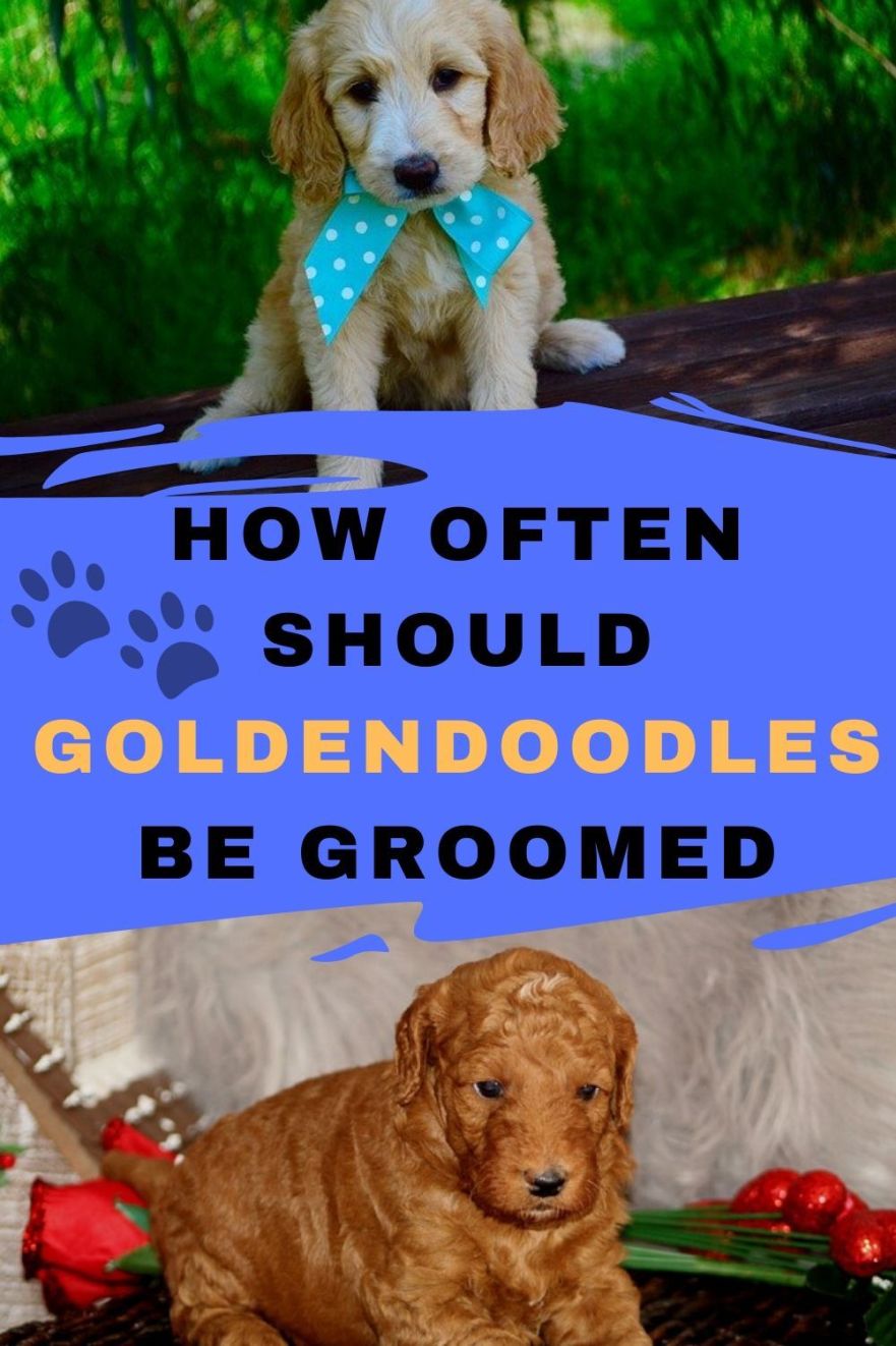 How Often Should Goldendoodles Be Groomed
