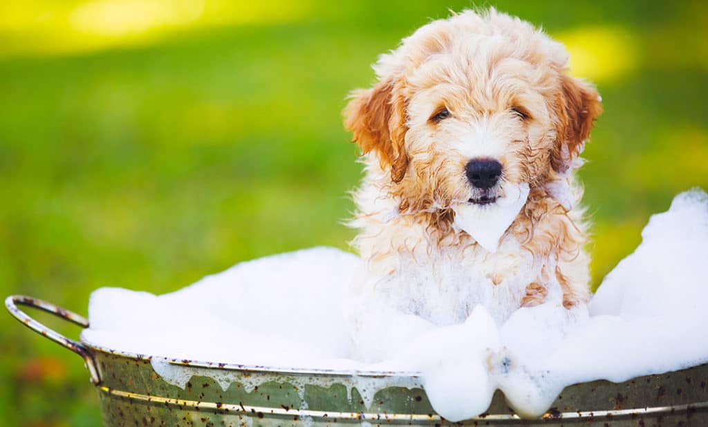 How Often Should I Bathe My Goldendoodle? What About Shampoo?