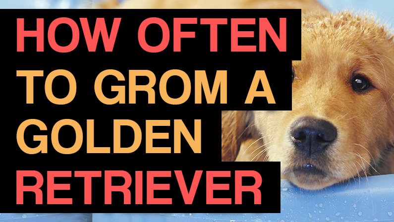 How Often Should You Groom A Golden Retriever