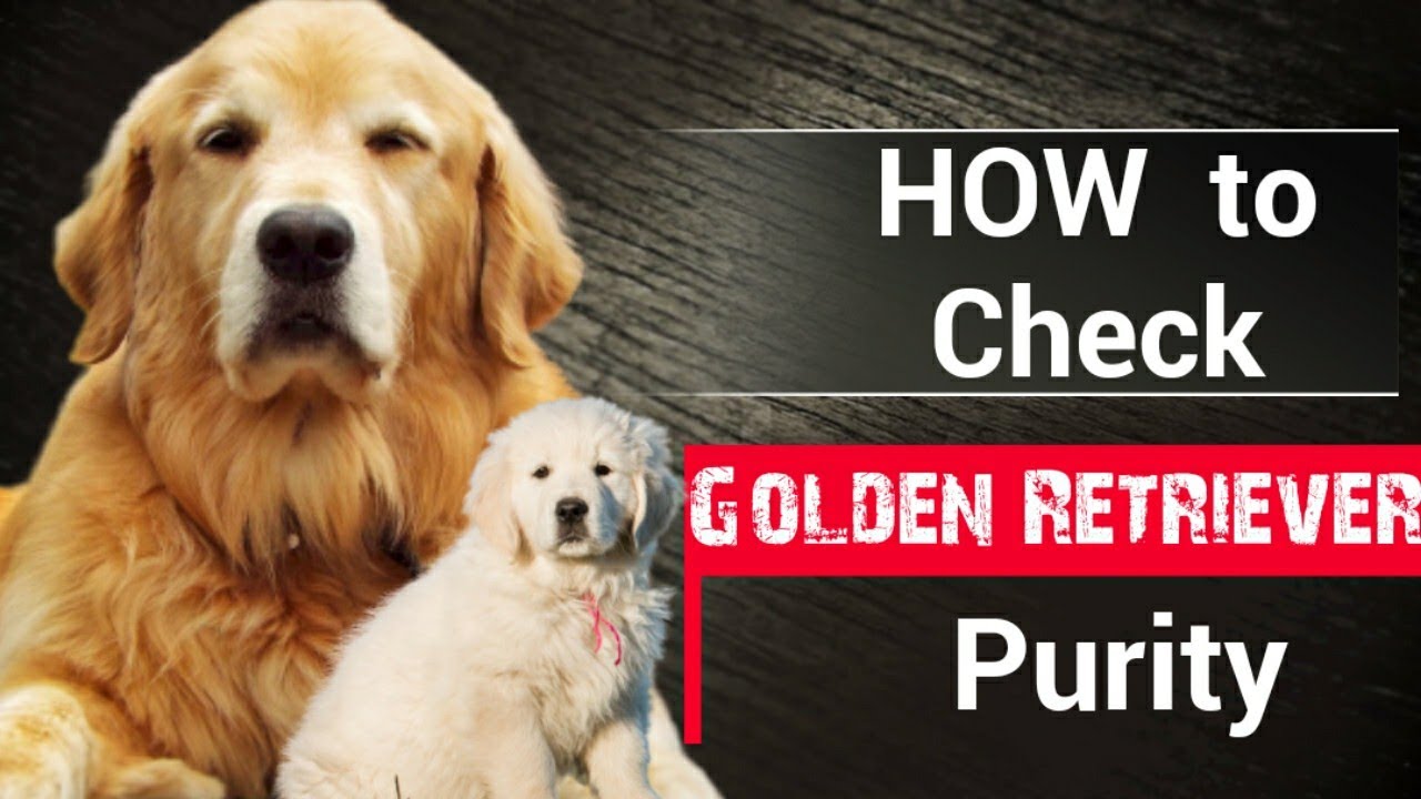 How to check Pure Golden Retriever