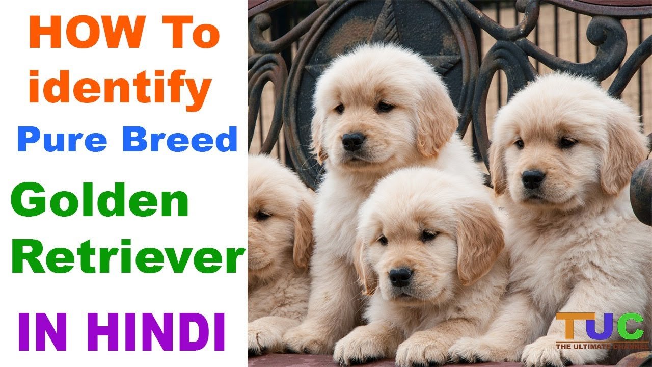 How to Check Pure Golden Retriever Breed In Hindi