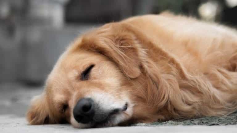 How to Clean a Golden Retrievers Ears and Prevent Ear Infections
