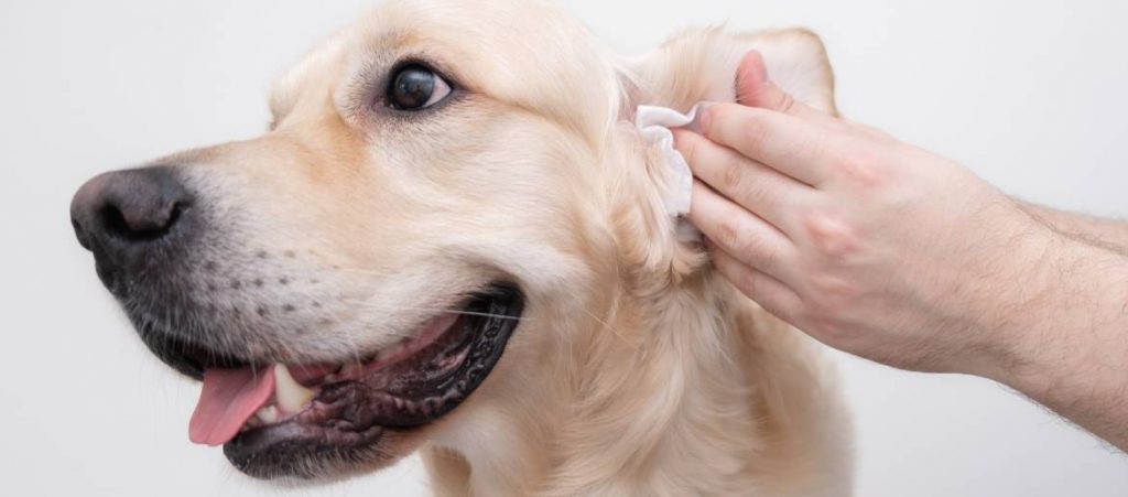 How To Clean Your Golden Retriever