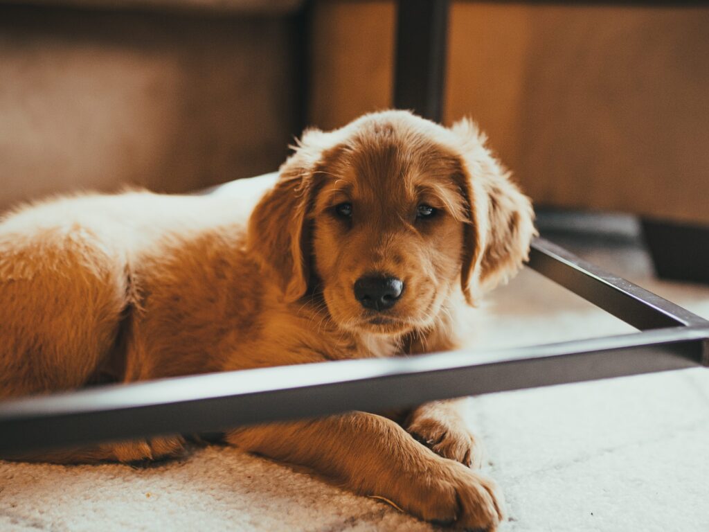 How to crate training golden retriever puppy: Step by step ...