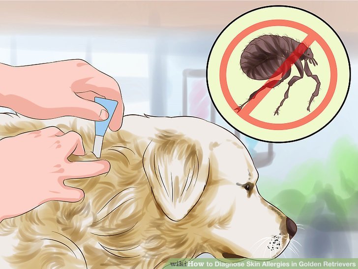 How to Diagnose Skin Allergies in Golden Retrievers: 10 Steps