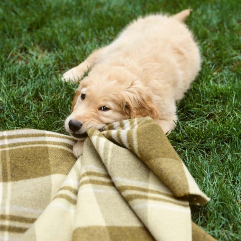 How to Discipline a Golden Retriever: And What Not to Do ...