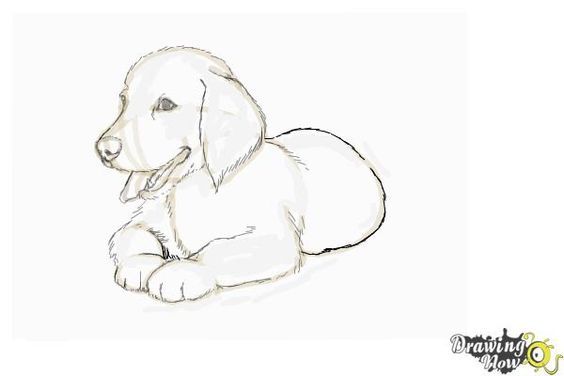 How to Draw a Golden Retriever Puppy.Golden retriever ...