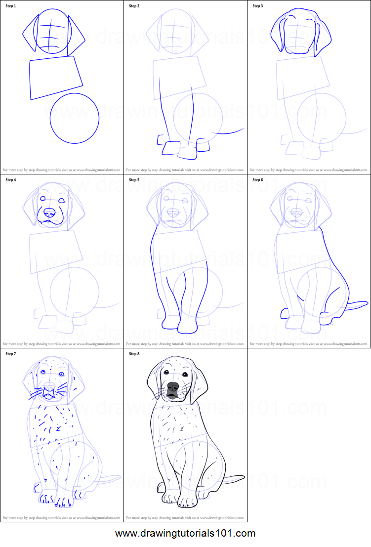How to Draw Golden Retriever Puppy printable step by step ...