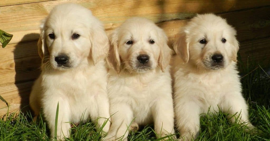 How To Find A Reputable Golden Retriever Breeder (And What ...