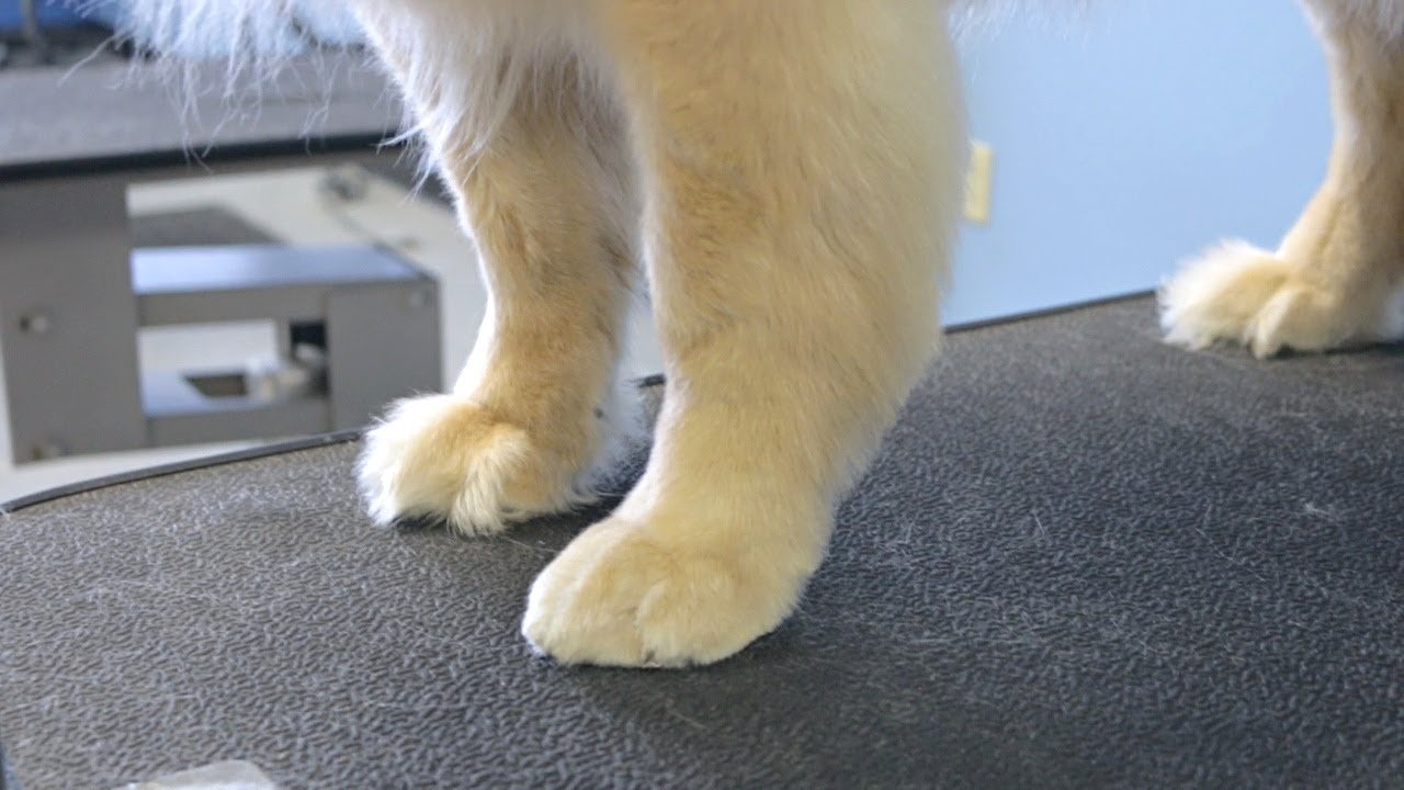 How To Full Foot Trim