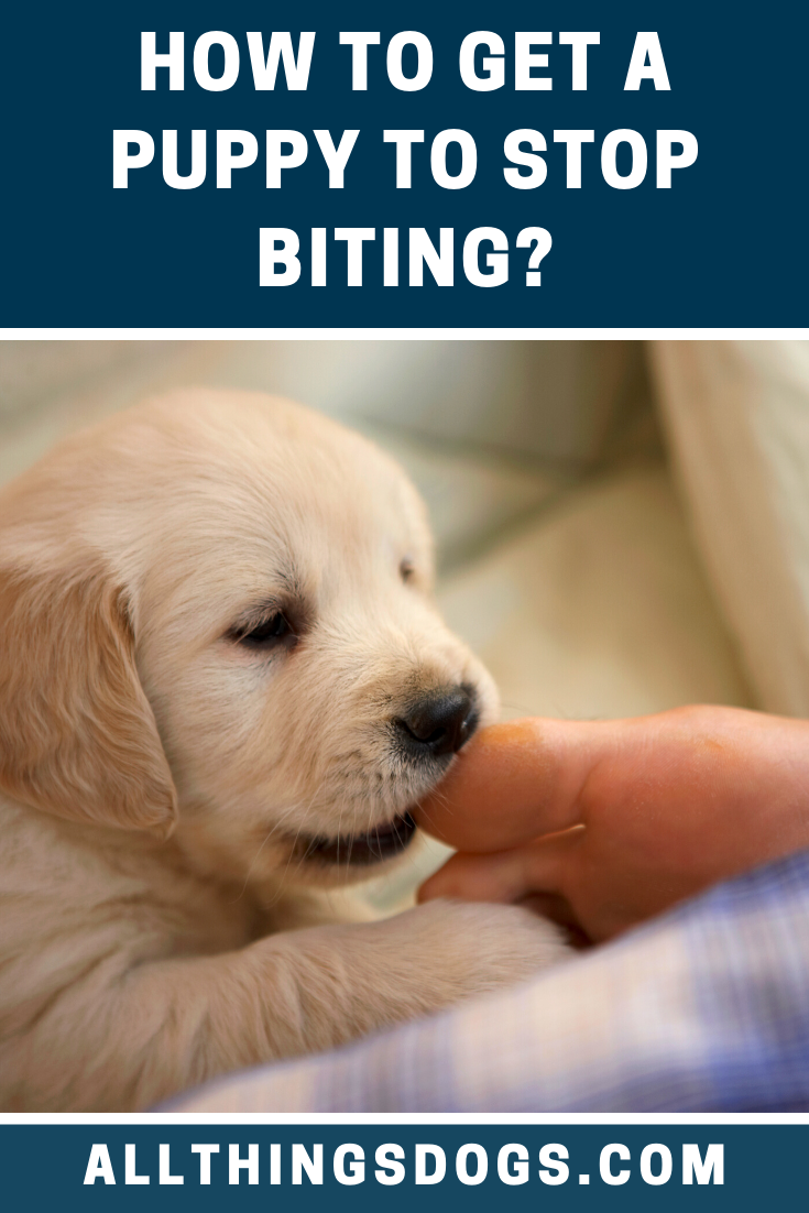 How To Get A Puppy To Stop Biting