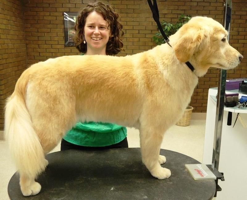 How To Give A Golden Retriever A Haircut