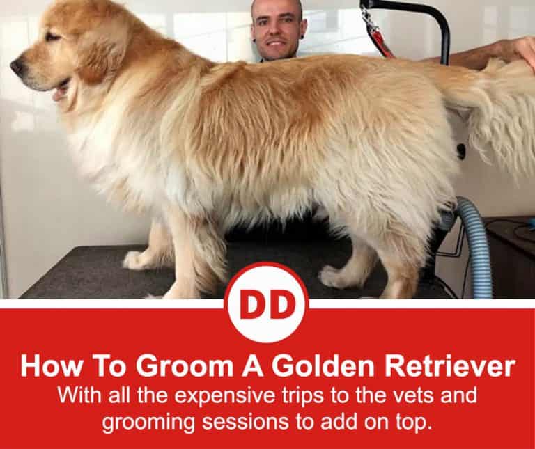How To Groom A Golden Retriever (Illustrated Tutorial)